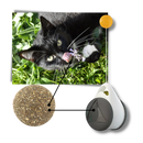 Jouet à balle interactif pour chats