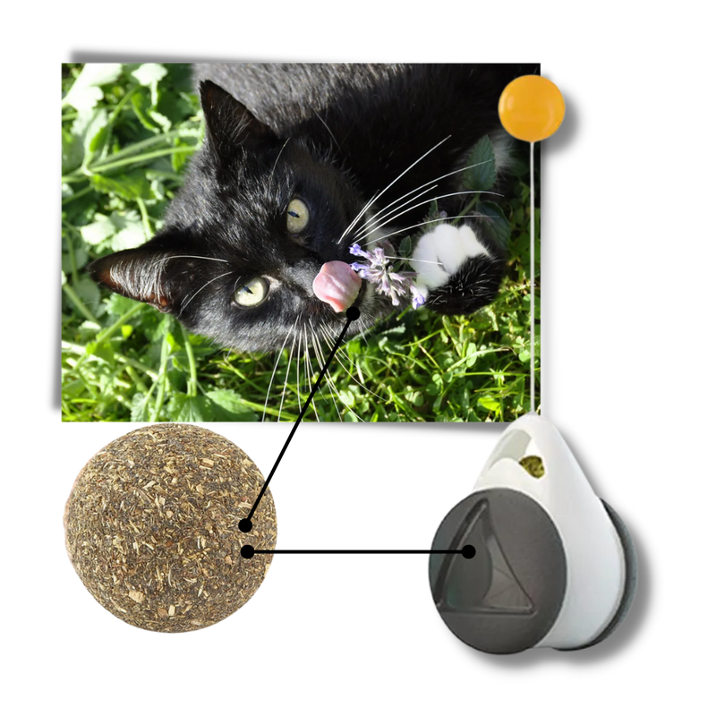 Jouet à balle interactif pour chats