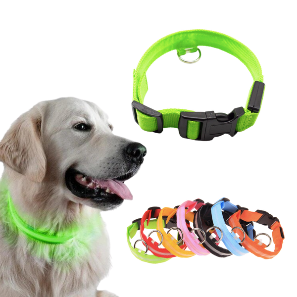 Collier lumineux pour animaux rechargeable par USB
