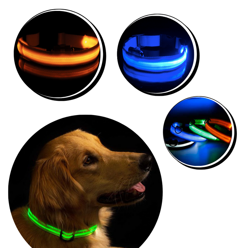 Collier lumineux pour animaux rechargeable par USB