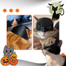 Irrésistible Masque Batman pour Chat